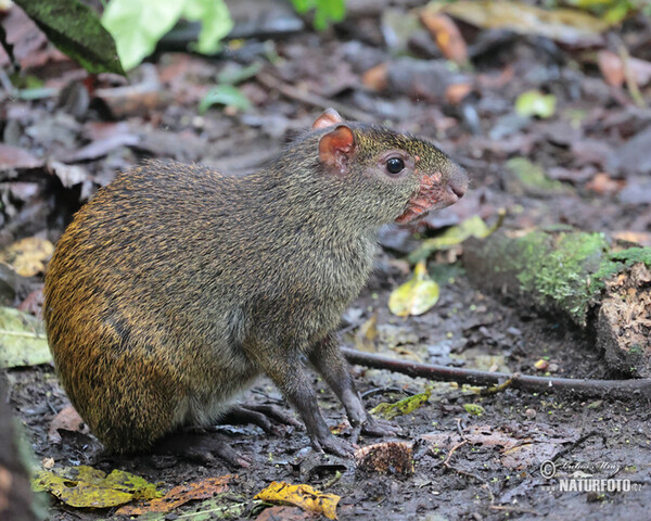 Aguti Dasyprocta punctata (Dasyprocta punctata)