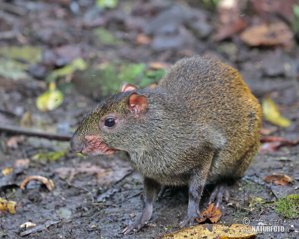 Aguti Dasyprocta punctata (Dasyprocta punctata)