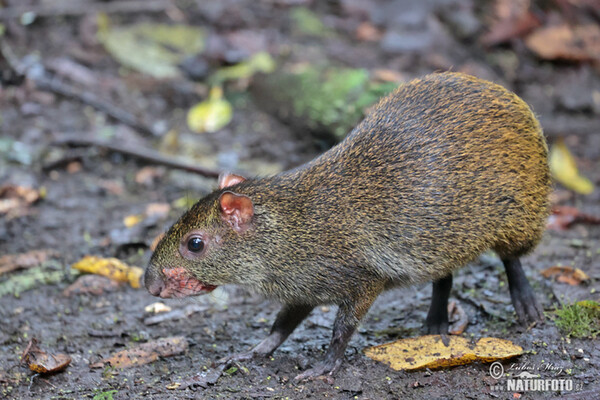 Aguti Dasyprocta punctata (Dasyprocta punctata)