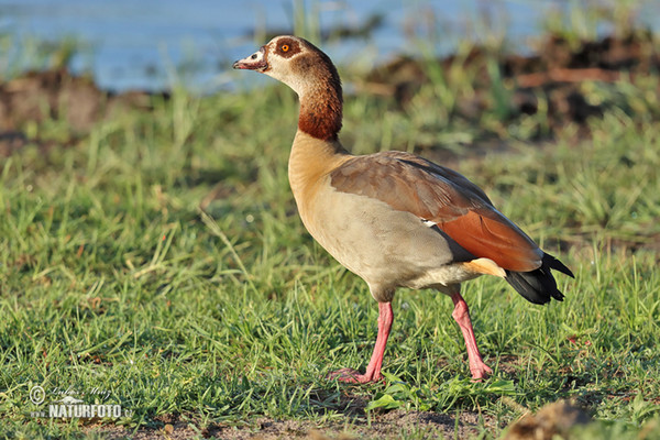 Ägyptische Gans (Alopochen aegyptiacus)