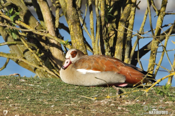 Ägyptische Gans (Alopochen aegyptiacus)