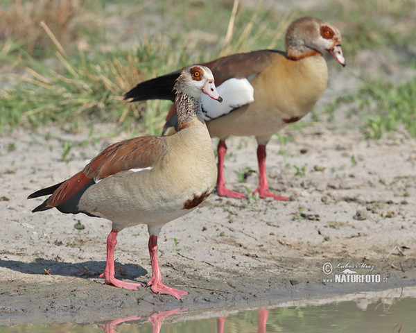 Ägyptische Gans (Alopochen aegyptiacus)