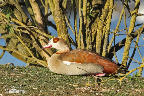 Ägyptische Gans (Alopochen aegyptiacus)