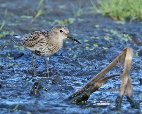 Alpenstrandläufer (Calidris alpina)