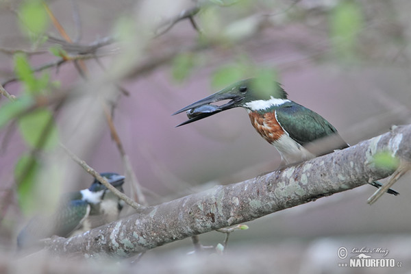 Amazonasfischer (Chloroceryle amazona)