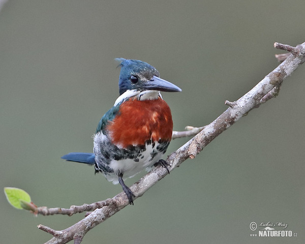 Amazonasfischer (Chloroceryle amazona)