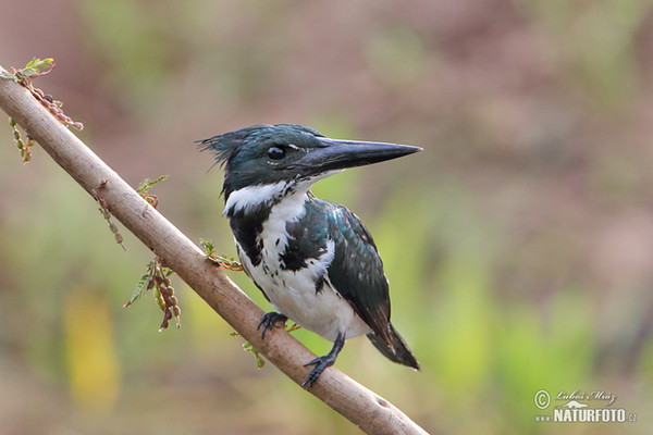 Amazonasfischer (Chloroceryle amazona)