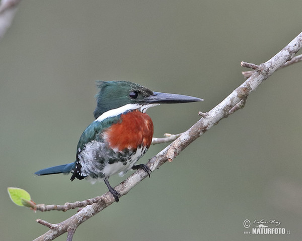 Amazonasfischer (Chloroceryle amazona)