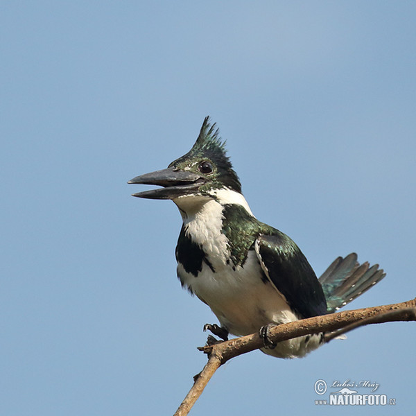 Amazonasfischer (Chloroceryle amazona)