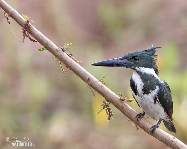 Amazonasfischer (Chloroceryle amazona)