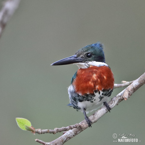 Amazonasfischer (Chloroceryle amazona)