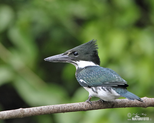 Amazonasfischer (Chloroceryle amazona)