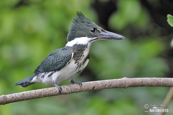 Amazonasfischer (Chloroceryle amazona)