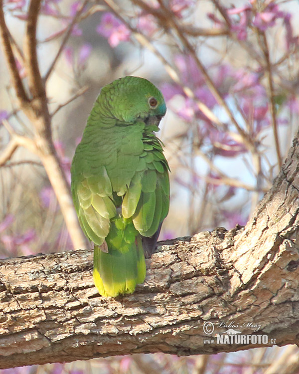 Amazonassittich (Nannopsittaca dachilleae)