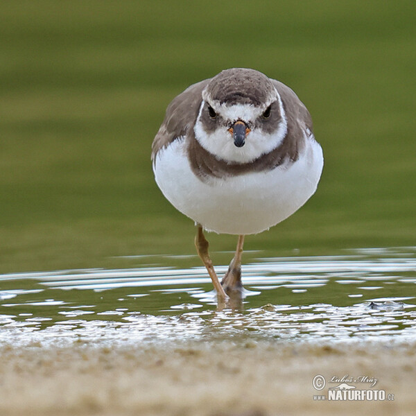 Amerikanischer Sandregenpfeifer (Charadrius semipalmatus)