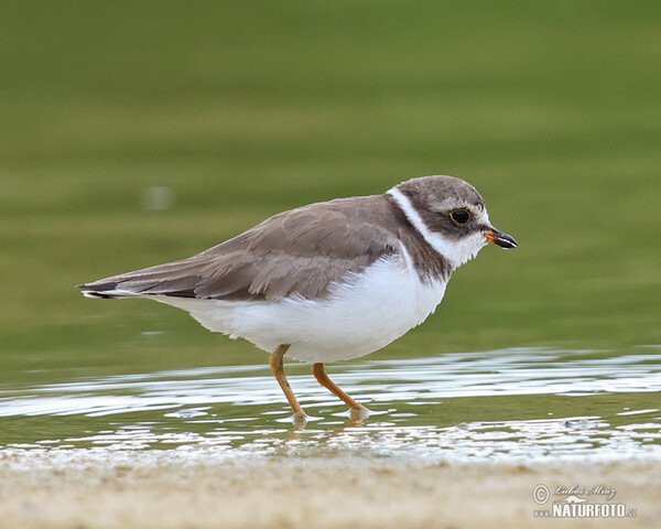 Amerikanischer Sandregenpfeifer (Charadrius semipalmatus)