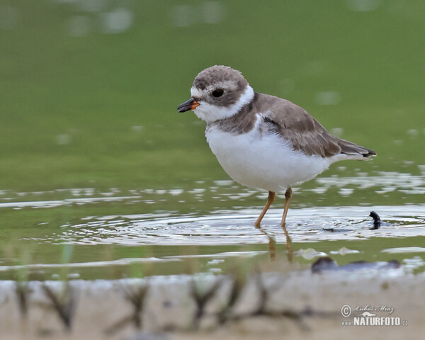 Amerikanischer Sandregenpfeifer (Charadrius semipalmatus)