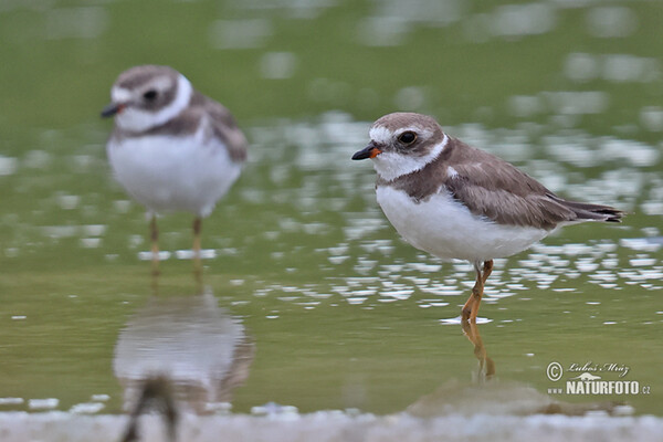 Amerikanischer Sandregenpfeifer (Charadrius semipalmatus)