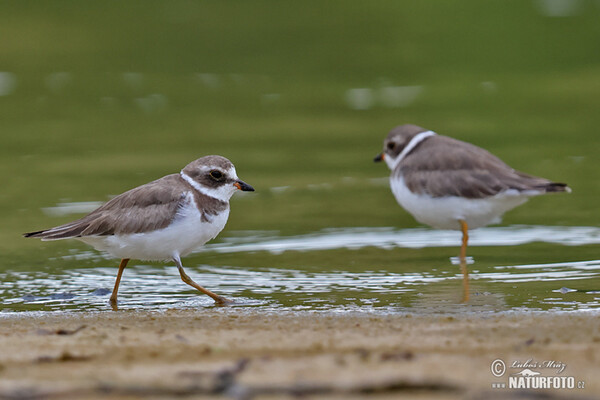 Amerikanischer Sandregenpfeifer (Charadrius semipalmatus)