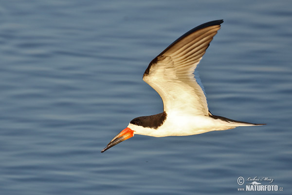 Amerikanischer Scherenschnabel (Rynchops niger)