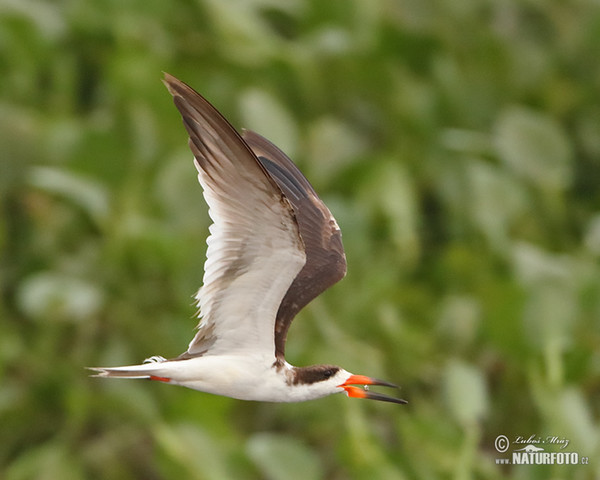 Amerikanischer Scherenschnabel (Rynchops niger)