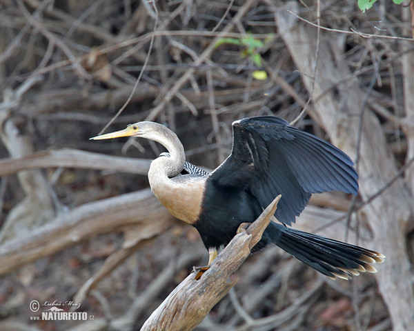 Amerikanischer Schlangenhalsvogel (Anhinga anhinga)