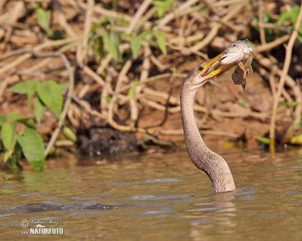 Amerikanischer Schlangenhalsvogel (Anhinga anhinga)