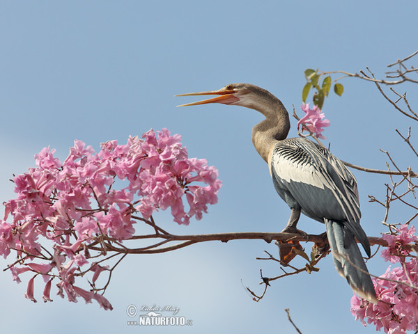 Amerikanischer Schlangenhalsvogel (Anhinga anhinga)