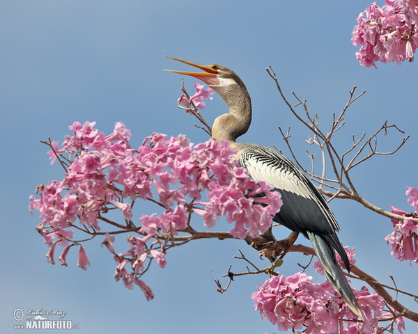 Amerikanischer Schlangenhalsvogel (Anhinga anhinga)