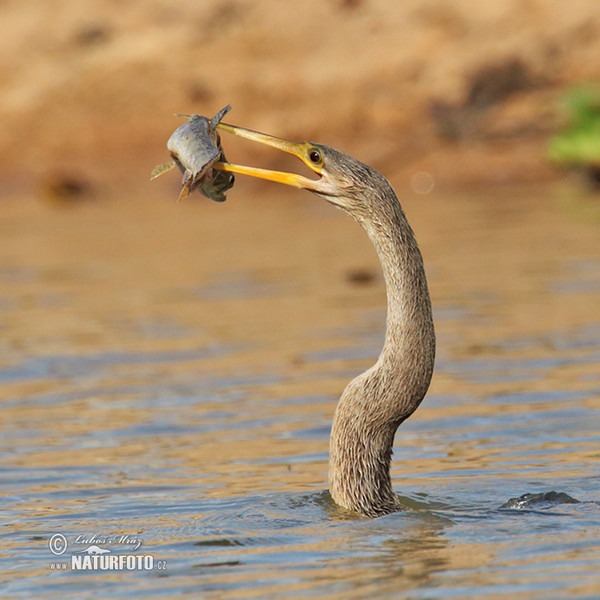 Amerikanischer Schlangenhalsvogel (Anhinga anhinga)