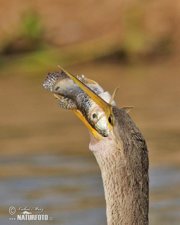 Amerikanischer Schlangenhalsvogel (Anhinga anhinga)