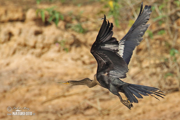 Amerikanischer Schlangenhalsvogel (Anhinga anhinga)