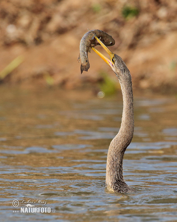 Amerikanischer Schlangenhalsvogel (Anhinga anhinga)