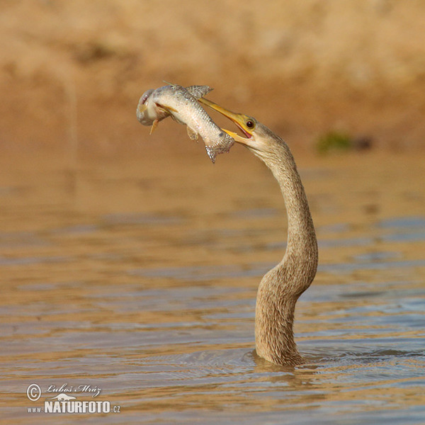 Amerikanischer Schlangenhalsvogel (Anhinga anhinga)