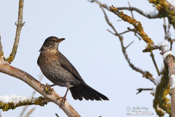 Amsel (Turdus merula)