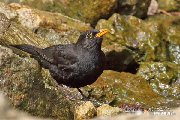 Amsel (Turdus merula)