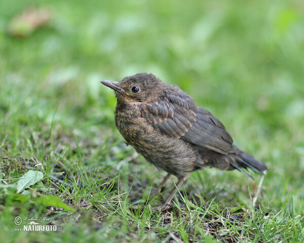 Amsel (Turdus merula)