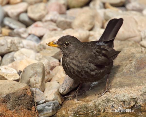 Amsel (Turdus merula)