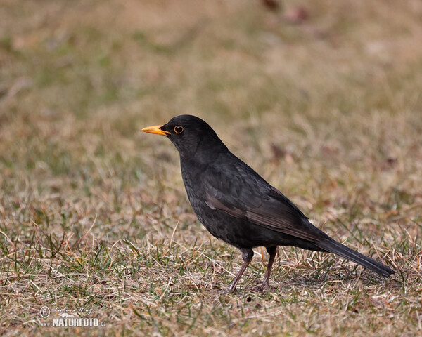 Amsel (Turdus merula)