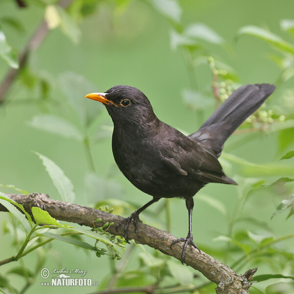 Amsel (Turdus merula)