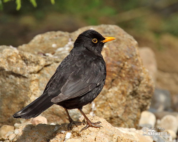 Amsel (Turdus merula)