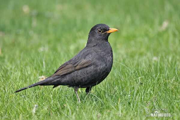 Amsel (Turdus merula)