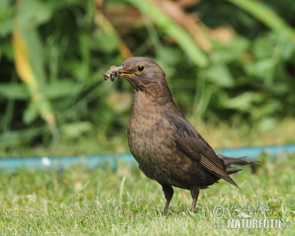 Amsel (Turdus merula)