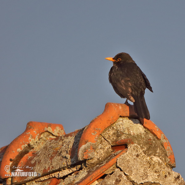 Amsel (Turdus merula)