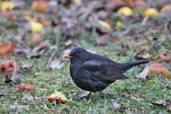 Amsel (Turdus merula)