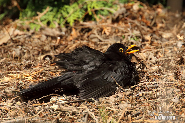 Amsel (Turdus merula)