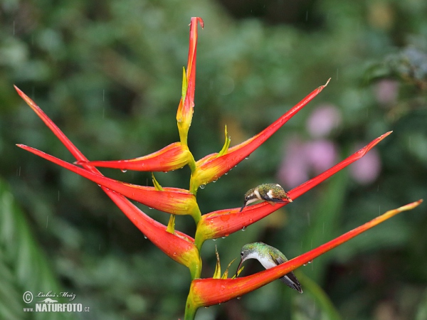 Andenamazilie (Amazilia franciae)