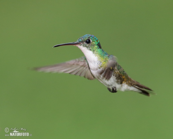 Andenamazilie (Amazilia franciae)