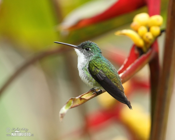 Andenamazilie (Amazilia franciae)