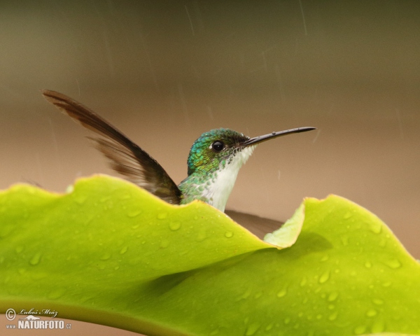 Andenamazilie (Amazilia franciae)